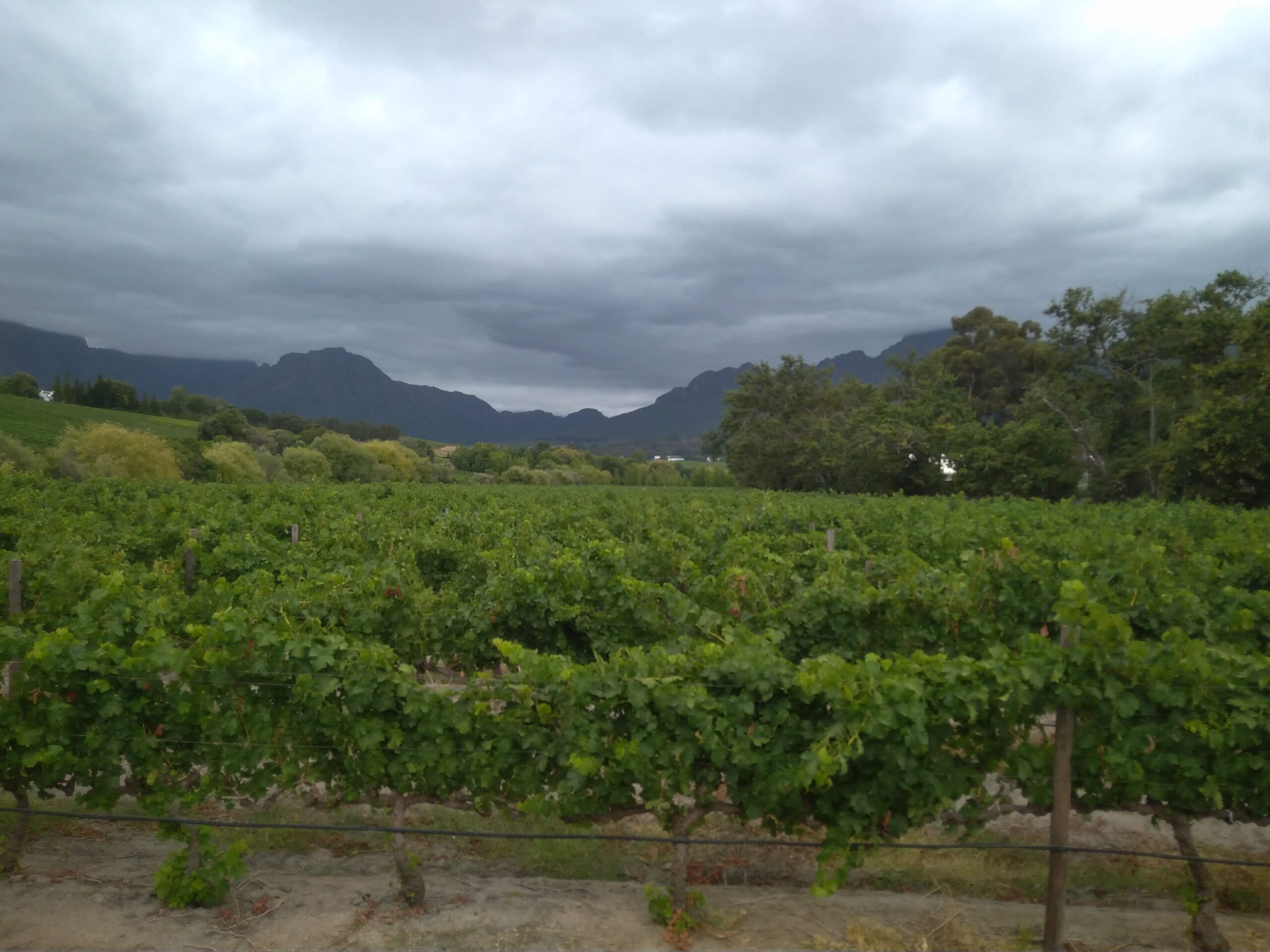 Beautiful view of a Durbanville wine farm