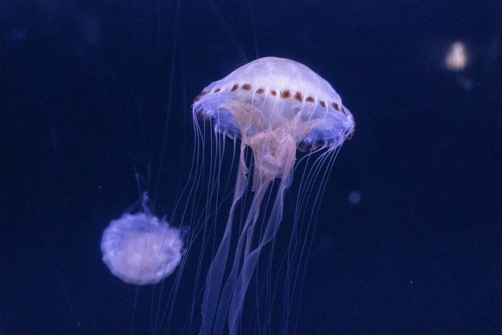 Stay easy at the beach avoid jellyfish sting