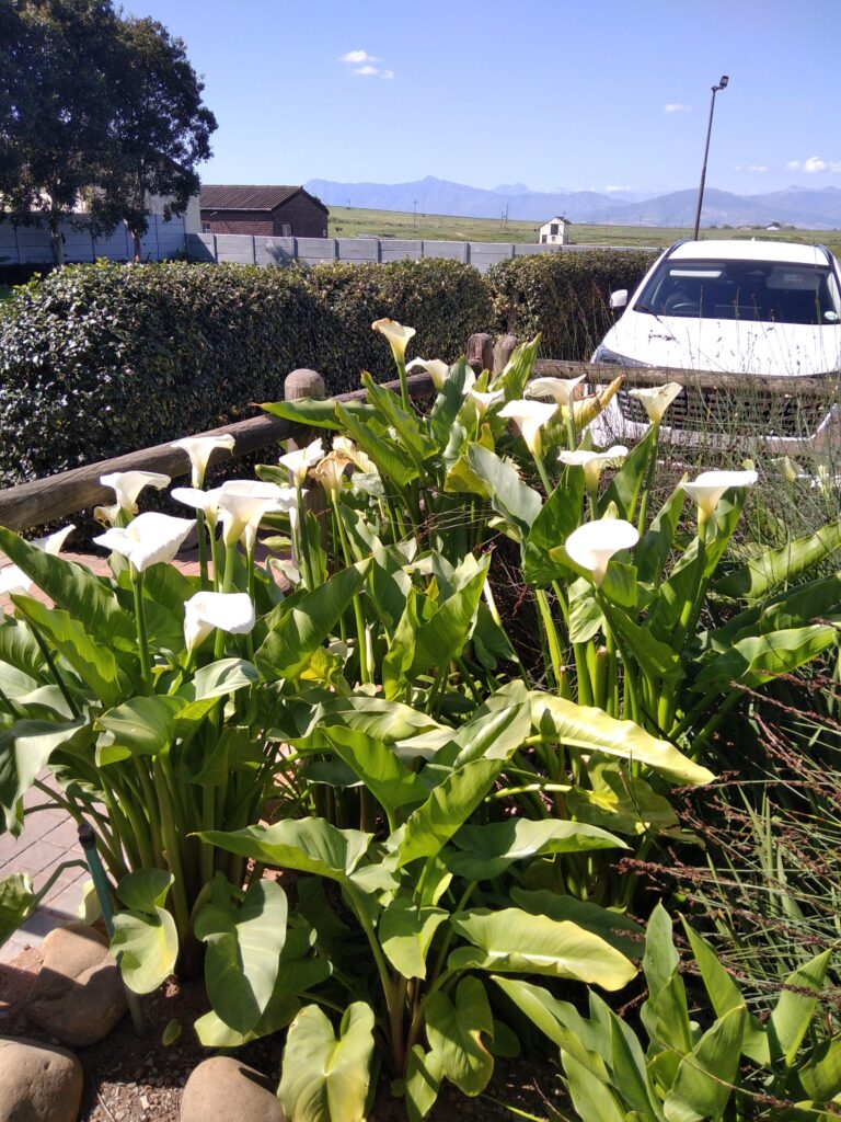 Calla lilies at Perdeberg wine farm